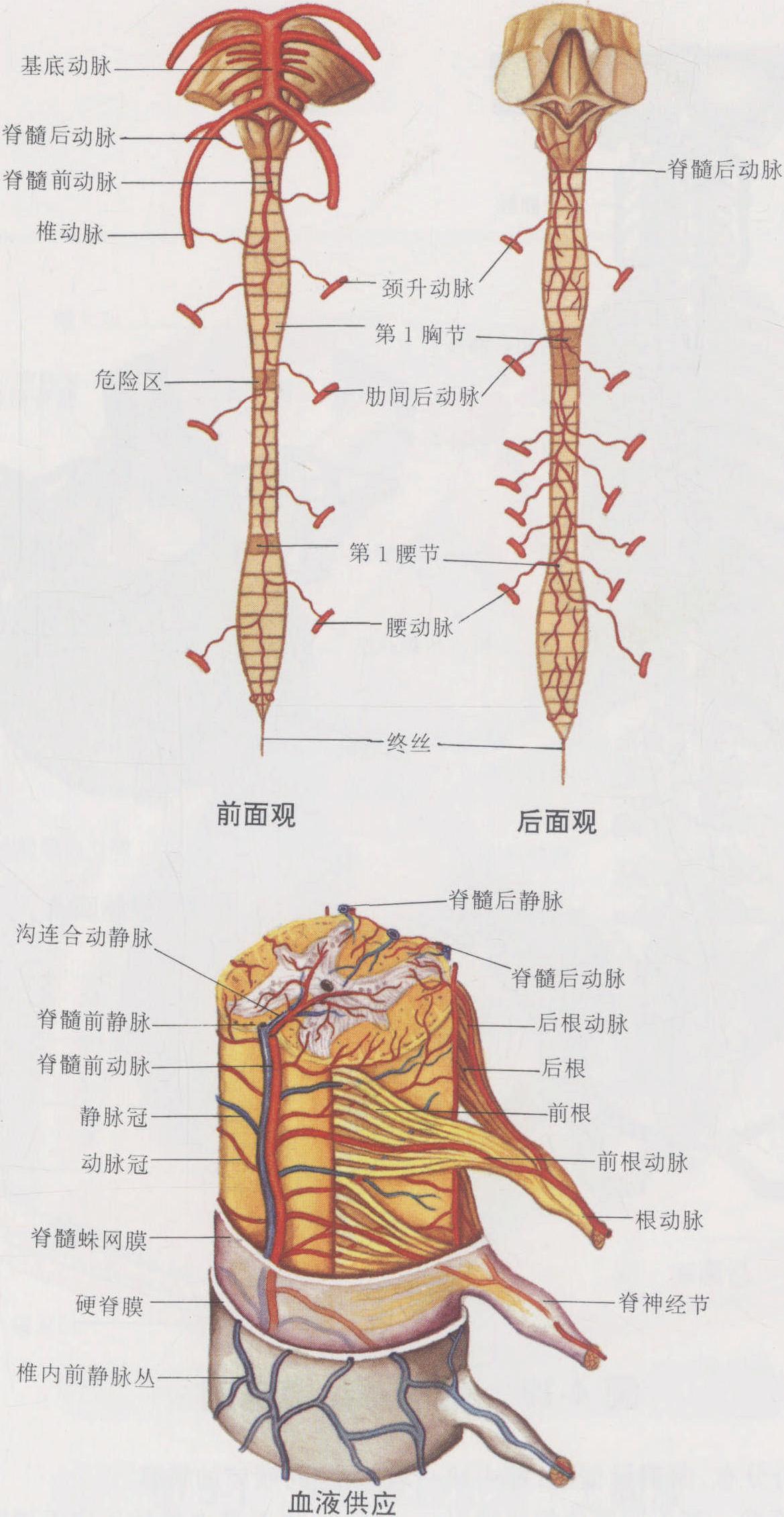 图4-18 脊髓的血管模式图